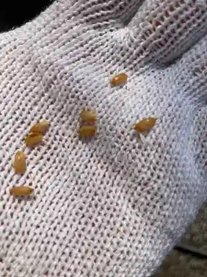 總社 和田八幡宮(福井県)