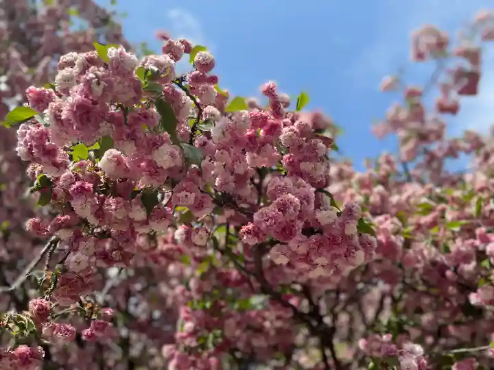 尾山神社の自然