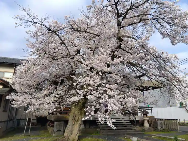 妙経寺(福井県)