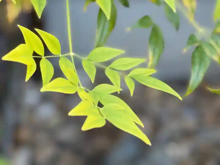 西方山極楽寺(岐阜県)