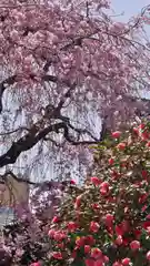 地蔵院（椿寺）の庭園