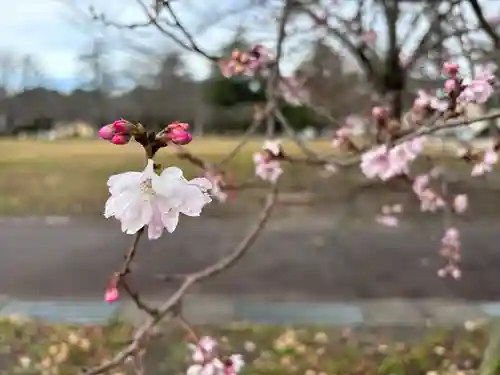 櫻岡大神宮の自然