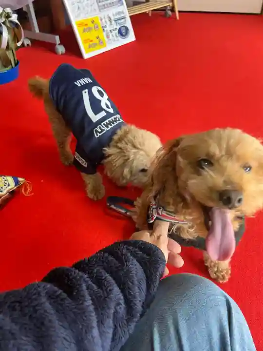聖光寺の{uncategorized: "未分類", other: "その他", undefined: "問題あり", building: "その他建物", grave: "お墓", sacred_gate: "鳥居", guardian: "狛犬", statue: "像", buddha: "仏像", history: "歴史", nature: "自然", garden: "庭園", animal: "動物", pagoda: "塔", temizu: "手水舎", mountain_gate: "山門・神門", sanctuary: "本殿・本堂", subordinate: "末社・摂社", art: "芸術", scenery: "景色", jizo: "地蔵", ema: "絵馬", goshuin: "御朱印", omikuji: "おみくじ", items: "授与品その他", amulet: "お守り", goshuincho: "御朱印帳", eats: "食事", festival: "お祭り", votive_dance: "神楽", shichigosan: "七五三参", wedding: "結婚式", experience: "体験その他", initially: "初詣", around: "周辺", anti_infection: "感染症対策"}