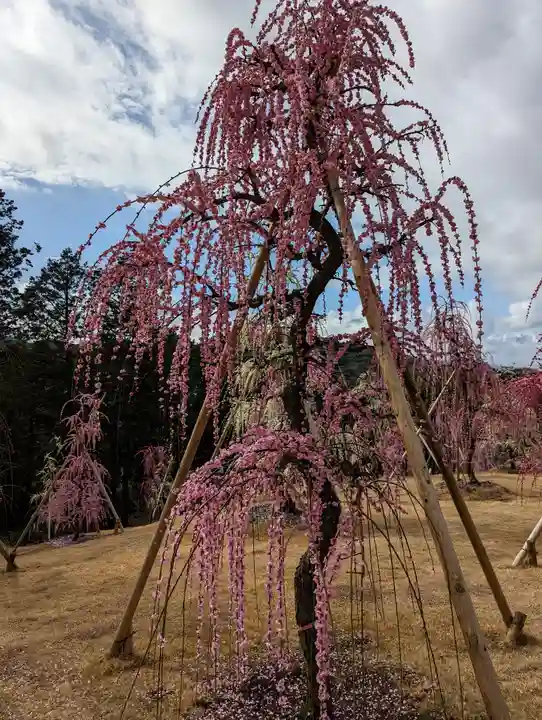 三室戸寺(京都府)