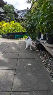 行願寺（革堂）(京都府)