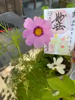 妙蓮寺の御朱印