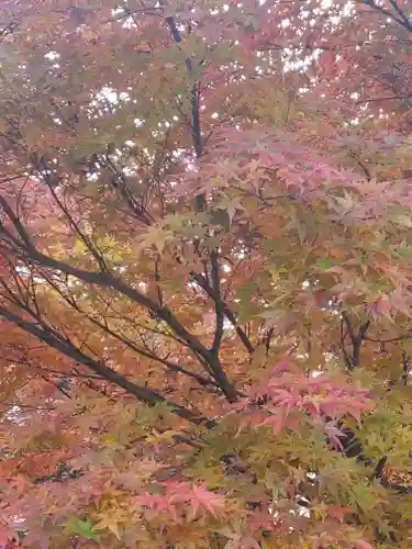 赤城神社の自然