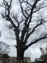 素鵞神社の自然