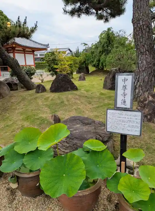喜光寺(奈良県)