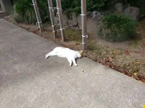 前玉神社の動物