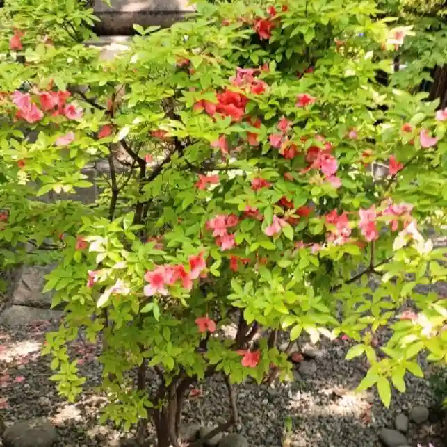 彌彦神社 (伊夜日子神社)の自然
