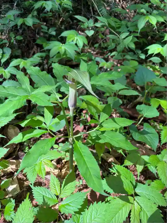 羽黒山神社(栃木県)