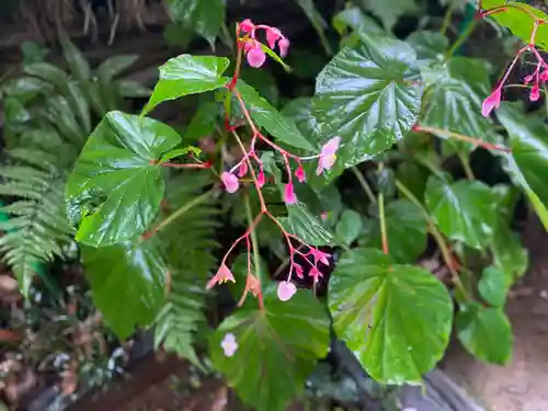 塩船観音寺の自然