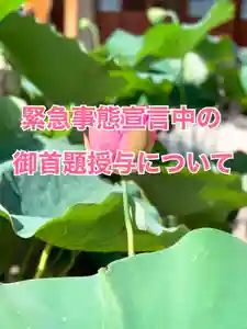 上行寺(静岡県) 2021年08月18日(水)〜(2021年08月18日(水) 19時04分56秒投稿)