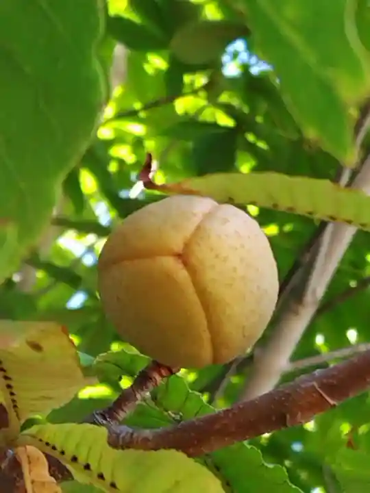 厚別神社(北海道)