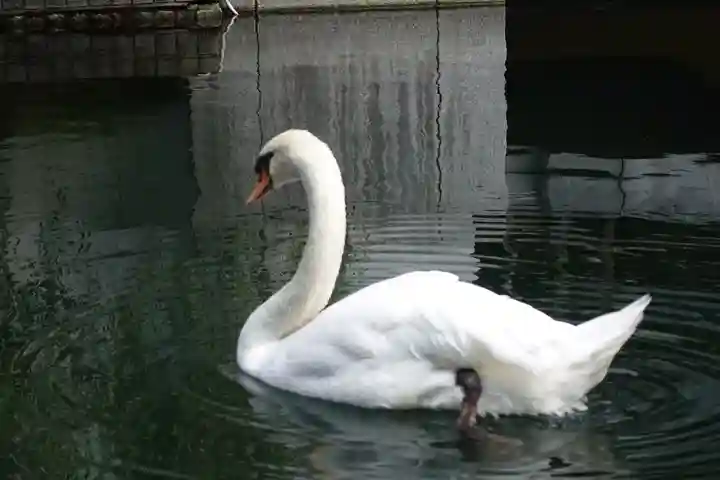 頂法寺(六角堂)の動物