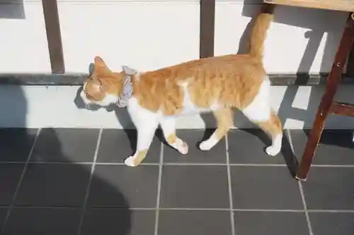 唐澤山神社の動物