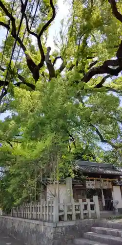 新熊野神社の自然
