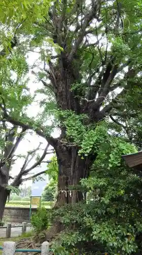 磐井神社の自然