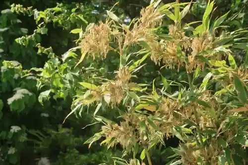 高屋敷稲荷神社の自然