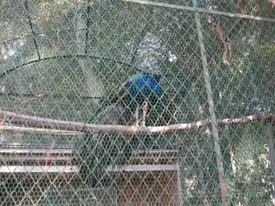 岩槻久伊豆神社(埼玉県)