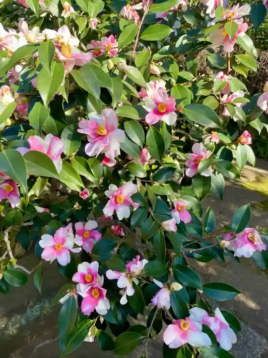 栄松院の{uncategorized: "未分類", other: "その他", undefined: "問題あり", building: "その他建物", grave: "お墓", sacred_gate: "鳥居", guardian: "狛犬", statue: "像", buddha: "仏像", history: "歴史", nature: "自然", garden: "庭園", animal: "動物", pagoda: "塔", temizu: "手水舎", mountain_gate: "山門・神門", sanctuary: "本殿・本堂", subordinate: "末社・摂社", art: "芸術", scenery: "景色", jizo: "地蔵", ema: "絵馬", goshuin: "御朱印", omikuji: "おみくじ", items: "授与品その他", amulet: "お守り", goshuincho: "御朱印帳", eats: "食事", festival: "お祭り", votive_dance: "神楽", shichigosan: "七五三参", wedding: "結婚式", experience: "体験その他", initially: "初詣", around: "周辺", anti_infection: "感染症対策"}