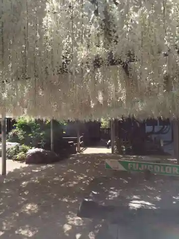 吉祥寺の御朱印