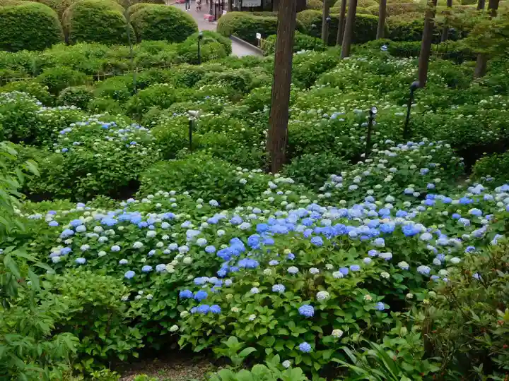 三室戸寺の庭園