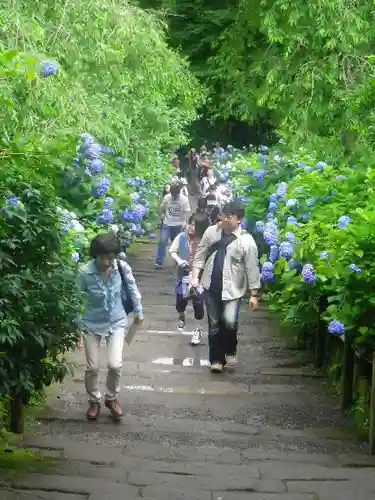 明月院の庭園