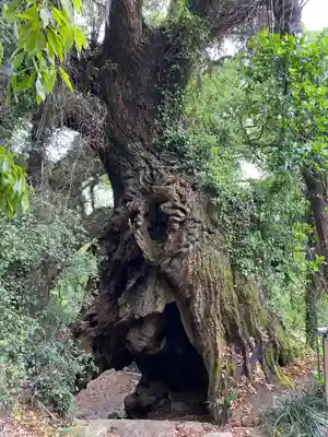 大山祇神社奥の院 生樹の御門の自然