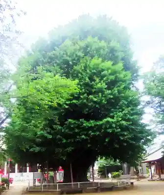 千葉寺の{uncategorized: "未分類", other: "その他", undefined: "問題あり", building: "その他建物", grave: "お墓", sacred_gate: "鳥居", guardian: "狛犬", statue: "像", buddha: "仏像", history: "歴史", nature: "自然", garden: "庭園", animal: "動物", pagoda: "塔", temizu: "手水舎", mountain_gate: "山門・神門", sanctuary: "本殿・本堂", subordinate: "末社・摂社", art: "芸術", scenery: "景色", jizo: "地蔵", ema: "絵馬", goshuin: "御朱印", omikuji: "おみくじ", items: "授与品その他", amulet: "お守り", goshuincho: "御朱印帳", eats: "食事", festival: "お祭り", votive_dance: "神楽", shichigosan: "七五三参", wedding: "結婚式", experience: "体験その他", initially: "初詣", around: "周辺", anti_infection: "感染症対策"}