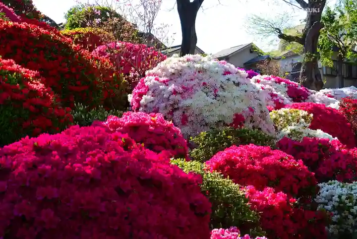 根津神社(東京都)