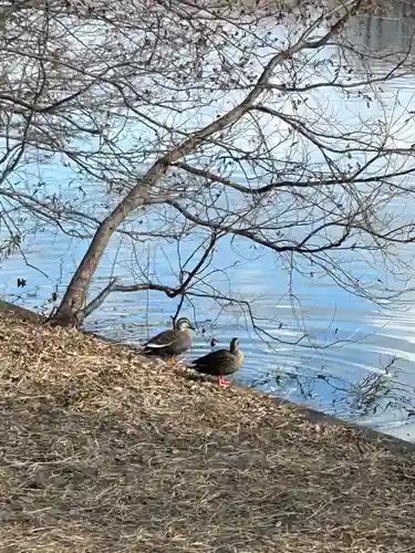 日枝神社(東京都)