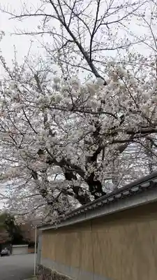 勝林寺(京都府)