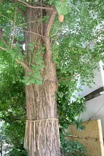 銀杏岡八幡神社の自然