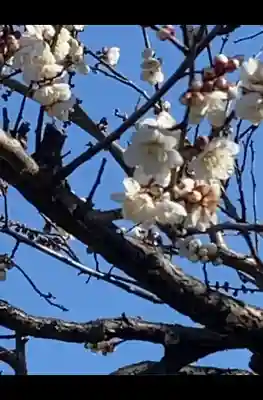 亀戸天神社の{uncategorized: "未分類", other: "その他", undefined: "問題あり", building: "その他建物", grave: "お墓", sacred_gate: "鳥居", guardian: "狛犬", statue: "像", buddha: "仏像", history: "歴史", nature: "自然", garden: "庭園", animal: "動物", pagoda: "塔", temizu: "手水舎", mountain_gate: "山門・神門", sanctuary: "本殿・本堂", subordinate: "末社・摂社", art: "芸術", scenery: "景色", jizo: "地蔵", ema: "絵馬", goshuin: "御朱印", omikuji: "おみくじ", items: "授与品その他", amulet: "お守り", goshuincho: "御朱印帳", eats: "食事", festival: "お祭り", votive_dance: "神楽", shichigosan: "七五三参", wedding: "結婚式", experience: "体験その他", initially: "初詣", around: "周辺", anti_infection: "感染症対策"}