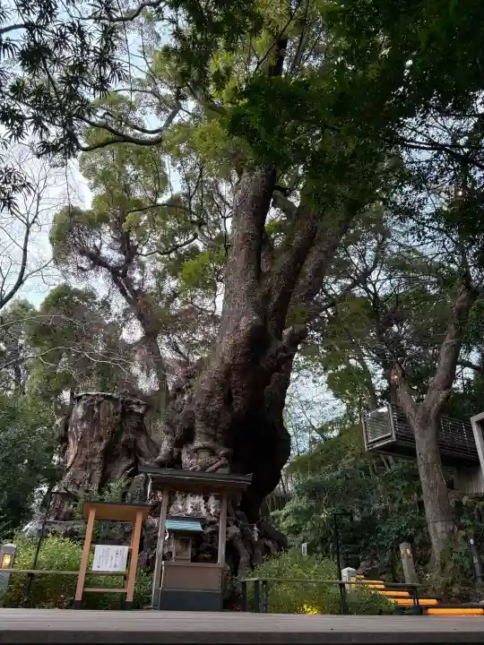 來宮神社の{uncategorized: "未分類", other: "その他", undefined: "問題あり", building: "その他建物", grave: "お墓", sacred_gate: "鳥居", guardian: "狛犬", statue: "像", buddha: "仏像", history: "歴史", nature: "自然", garden: "庭園", animal: "動物", pagoda: "塔", temizu: "手水舎", mountain_gate: "山門・神門", sanctuary: "本殿・本堂", subordinate: "末社・摂社", art: "芸術", scenery: "景色", jizo: "地蔵", ema: "絵馬", goshuin: "御朱印", omikuji: "おみくじ", items: "授与品その他", amulet: "お守り", goshuincho: "御朱印帳", eats: "食事", festival: "お祭り", votive_dance: "神楽", shichigosan: "七五三参", wedding: "結婚式", experience: "体験その他", initially: "初詣", around: "周辺", anti_infection: "感染症対策"}
