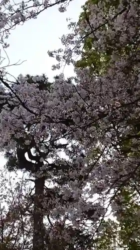桜神宮(東京都)