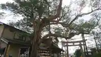 御霊神社の自然