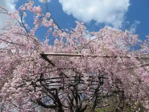 退蔵院(京都府)