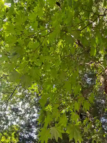 戸隠神社火之御子社(長野県)