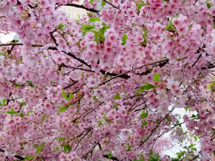 元三島神社の自然