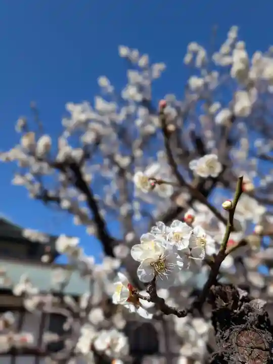 瑞円寺(東京都)