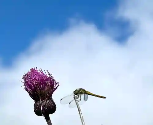 禰固岳神社(長野県)