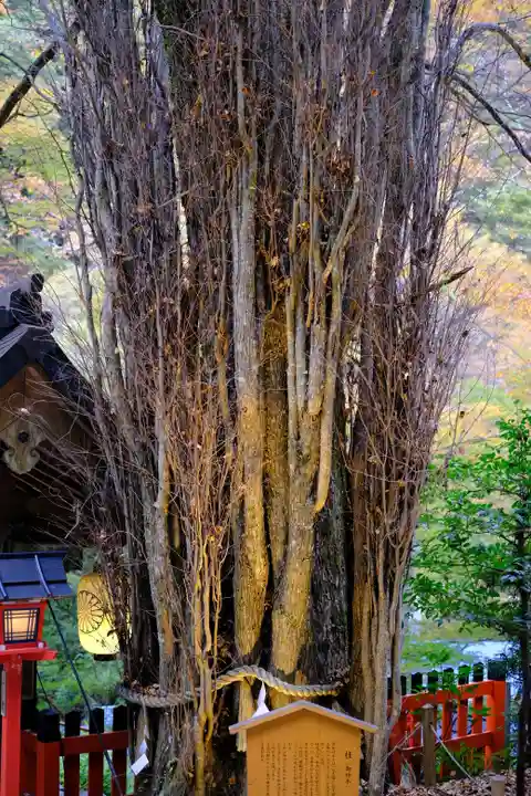 貴船神社の自然