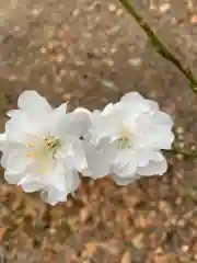 彌都加伎神社の自然