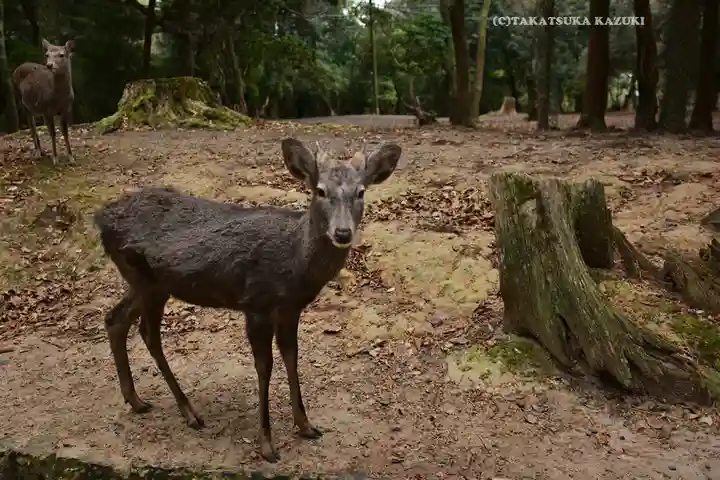 春日大社(奈良県)