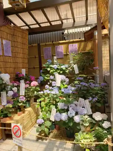 十番稲荷神社の自然