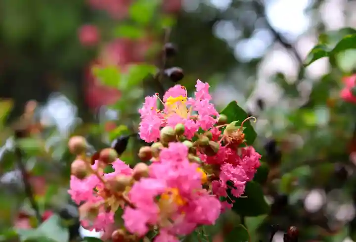 三津厳島神社の自然