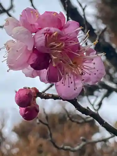 大光院の庭園